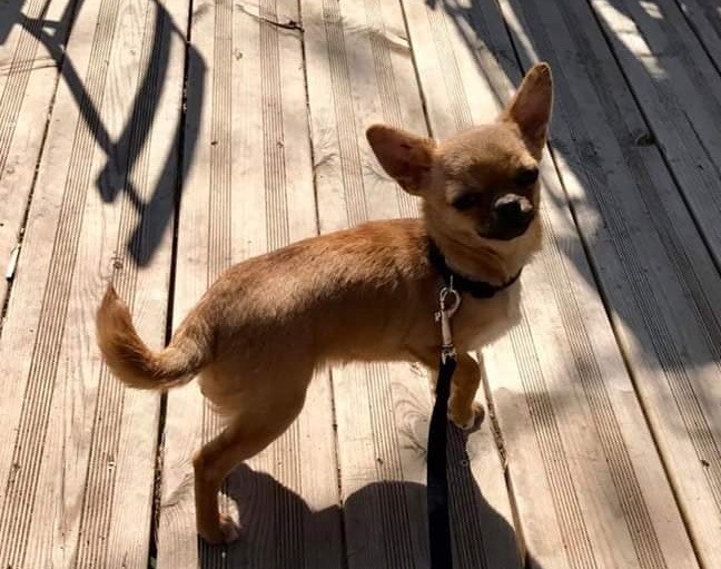 Les Chihuahua de l'affixe Aline Larrouquere