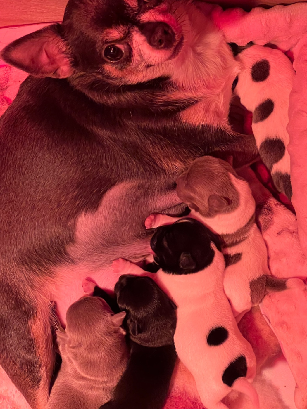 Les BB de Tahiti sont nés :)