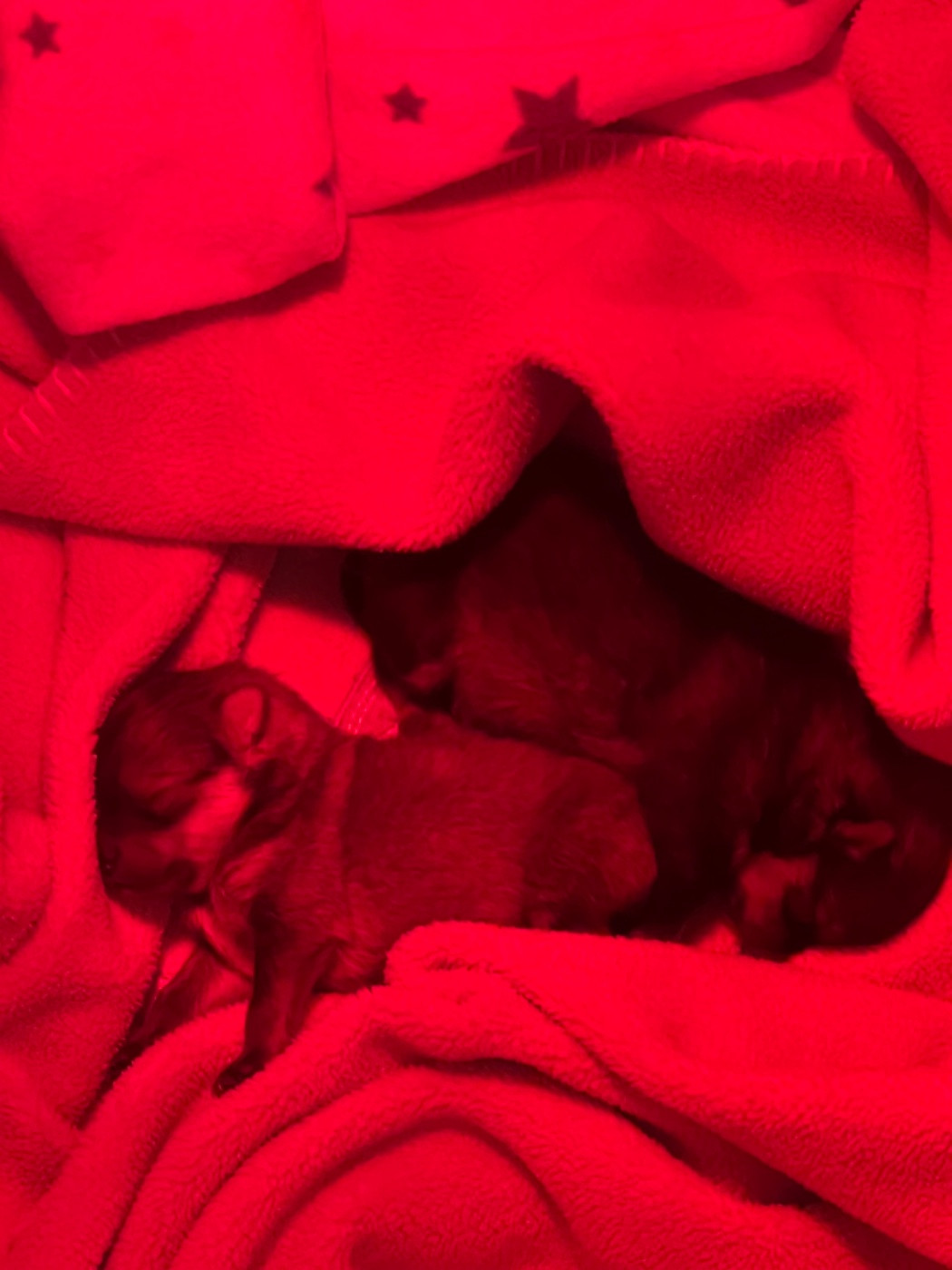 Les bébés de Tsuki et Tsunami (Rio) sont nés :)