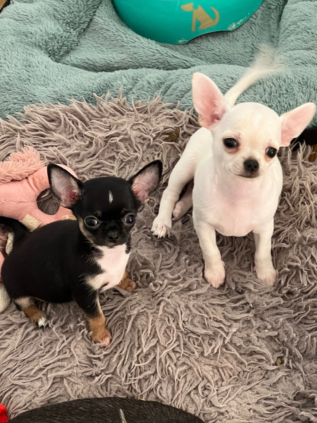 Petite femelle et petit Mâle Disponible