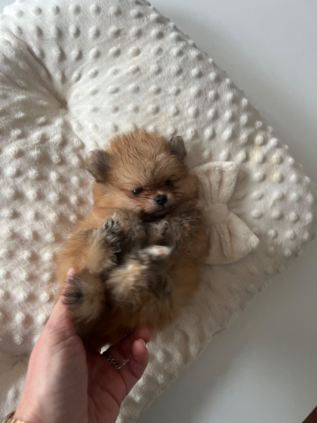 Aline Larrouquere - Chiots disponibles - Spitz allemand