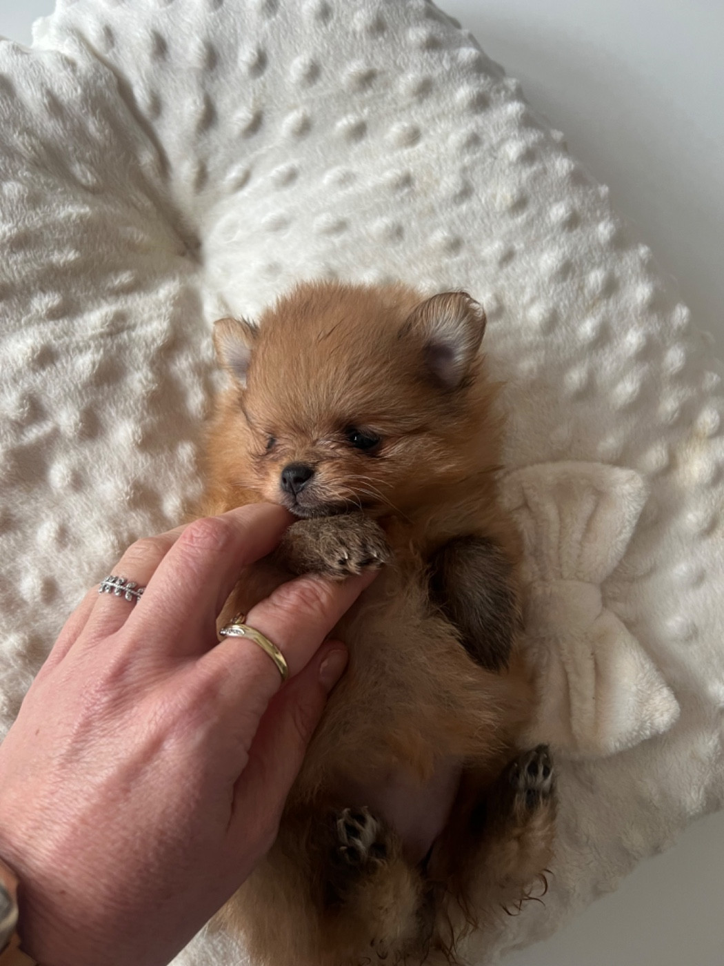 Aline Larrouquere - Chiots disponibles - Spitz allemand