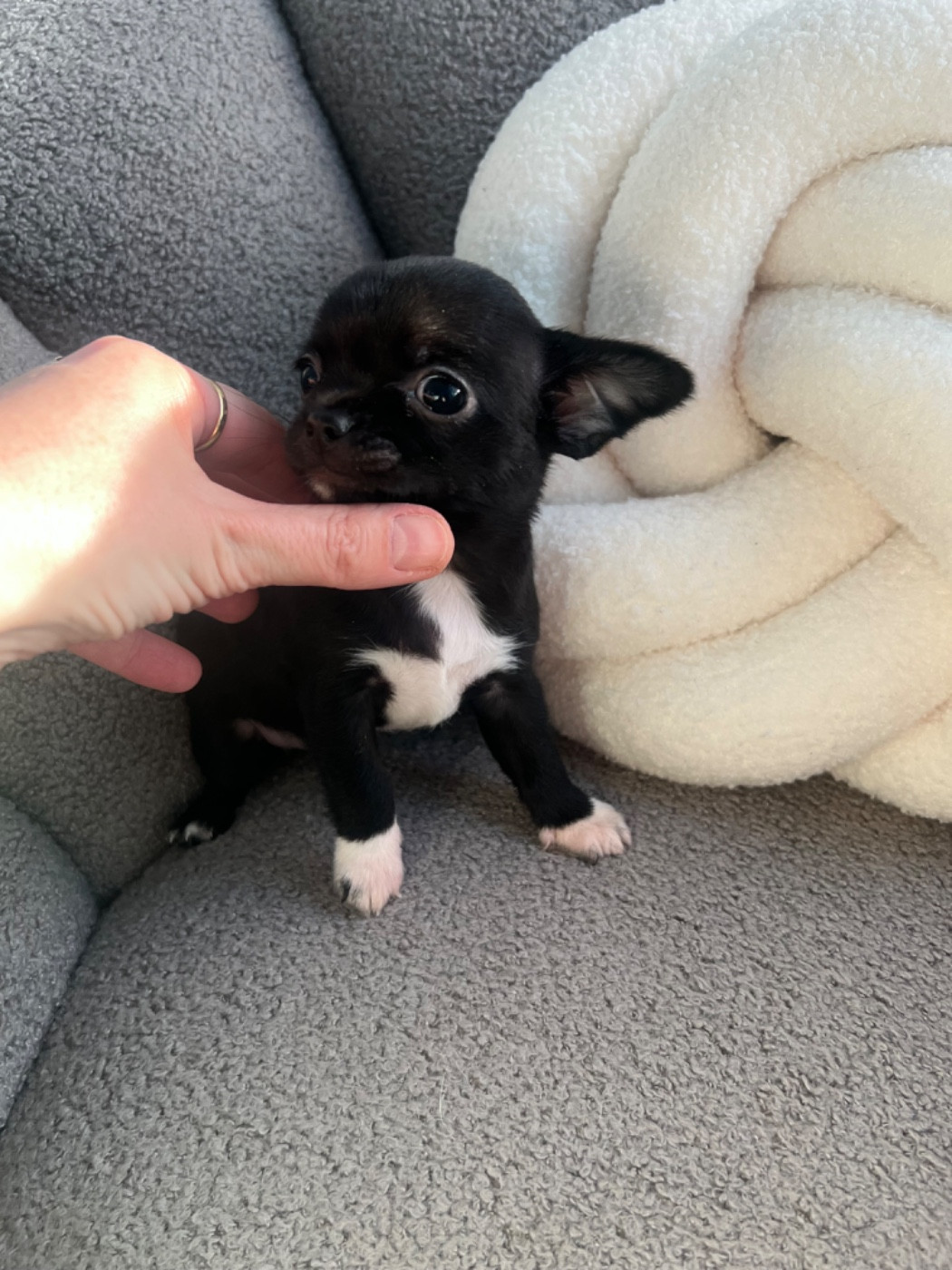 Aline Larrouquere - Chiots disponibles - Chihuahua