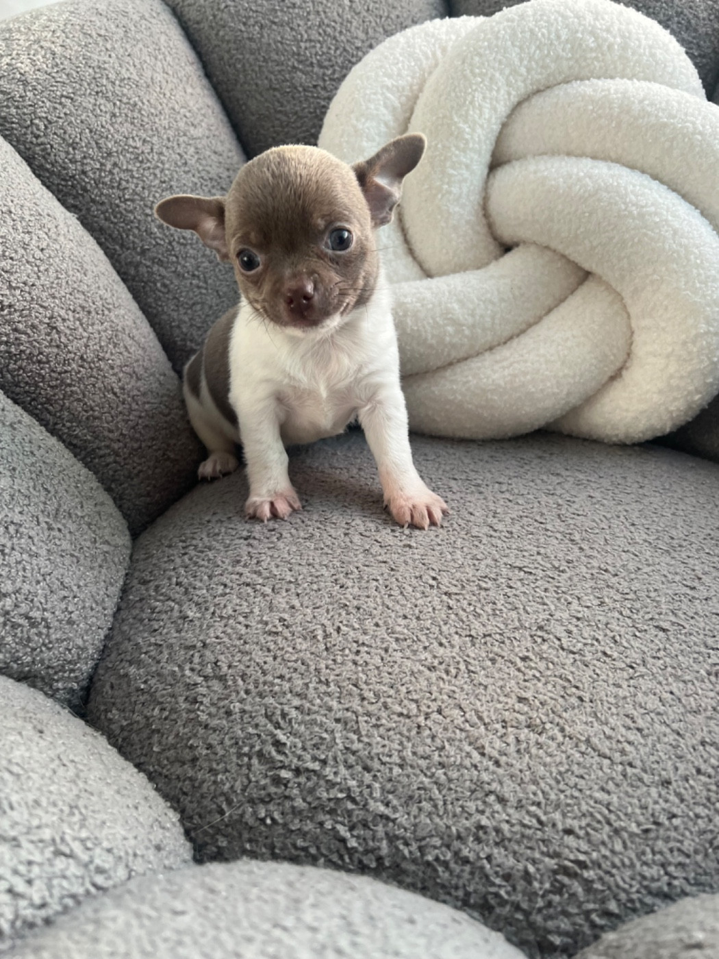 Aline Larrouquere - Chiots disponibles - Chihuahua