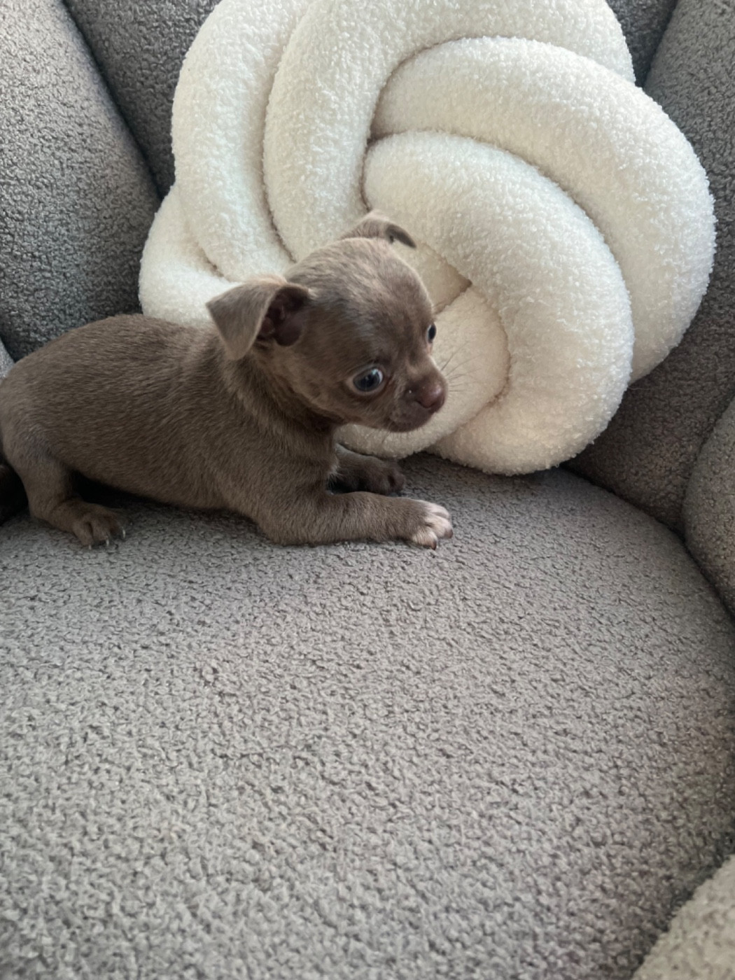 Aline Larrouquere - Chiots disponibles - Chihuahua