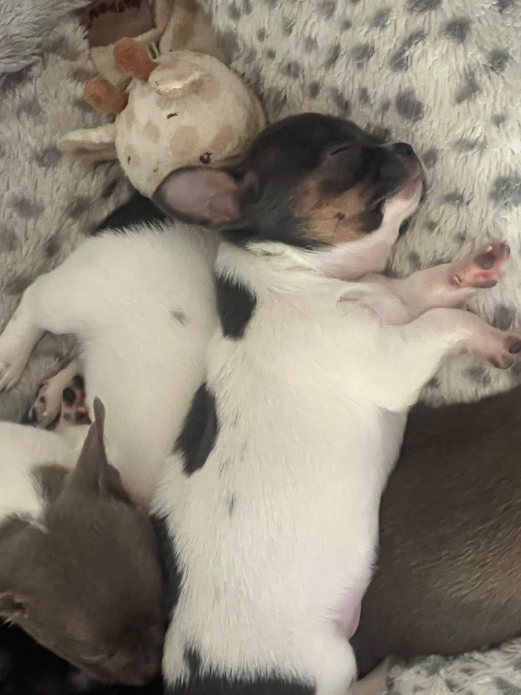 Chiot Chihuahua Aline Larrouquere