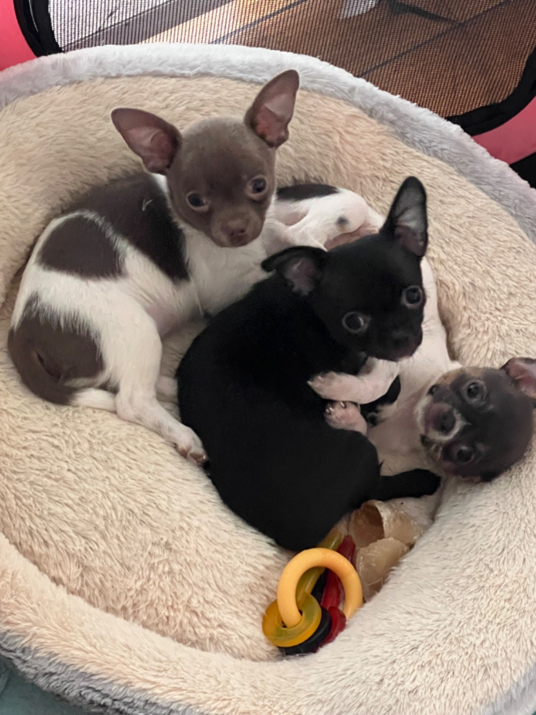 Chiot Chihuahua Aline Larrouquere