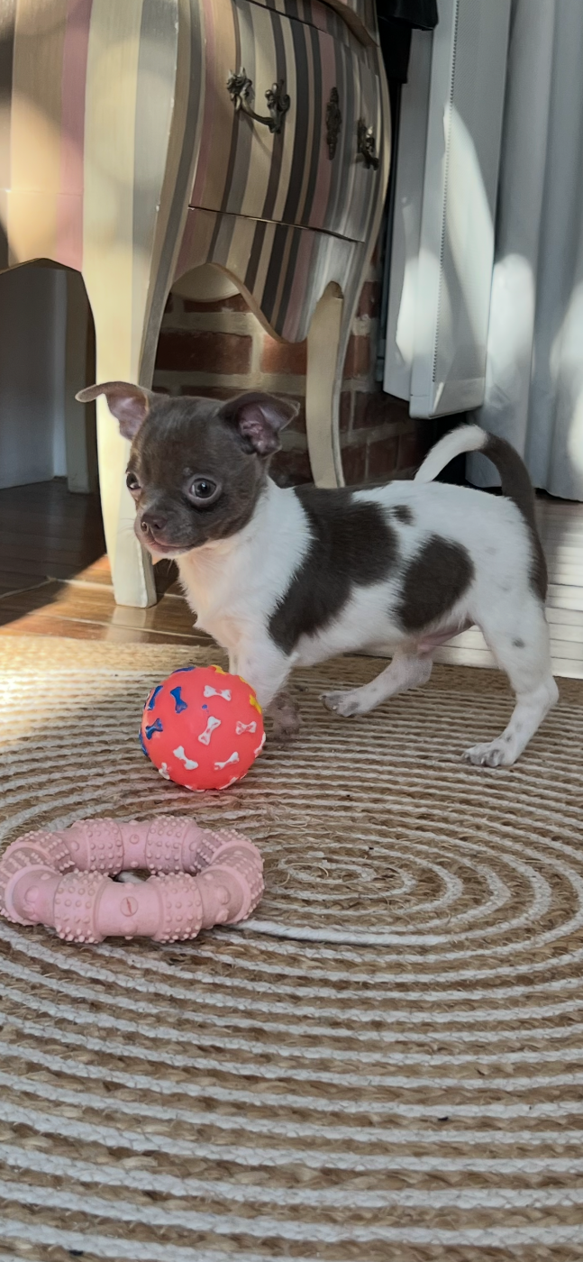 Aline Larrouquere - Chiots disponibles - Chihuahua