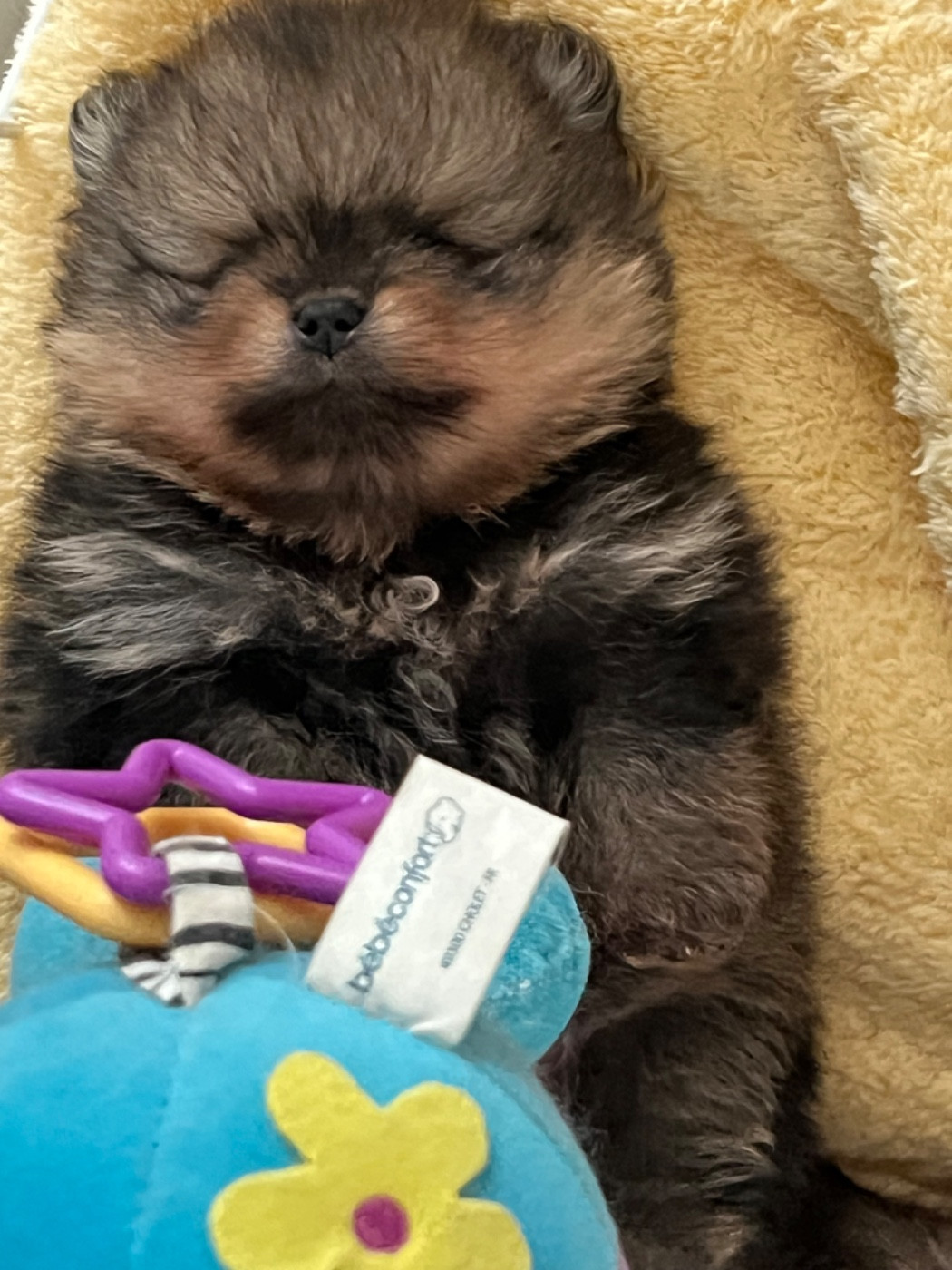 Aline Larrouquere - Chiots disponibles - Spitz allemand