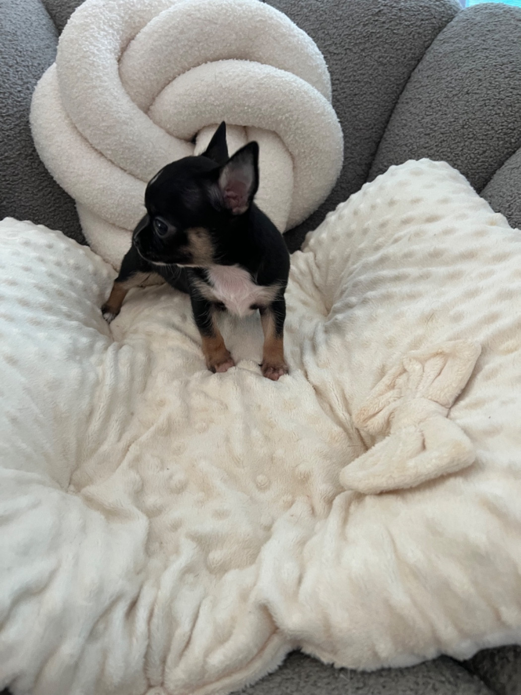Aline Larrouquere - Chiots disponibles - Chihuahua