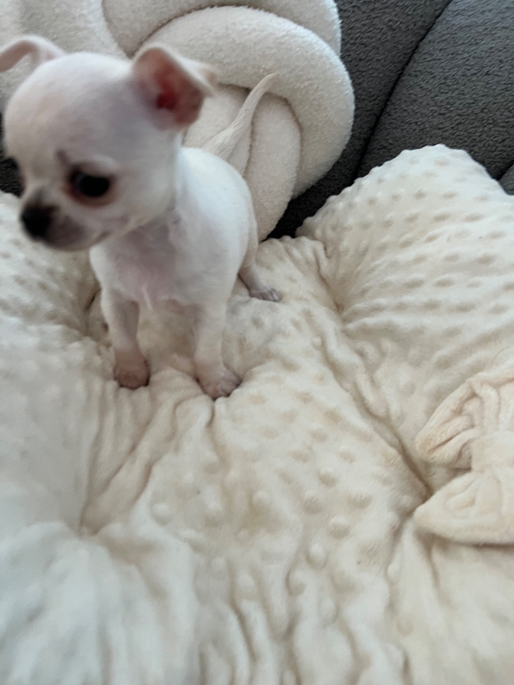 Aline Larrouquere - Chiots disponibles - Chihuahua