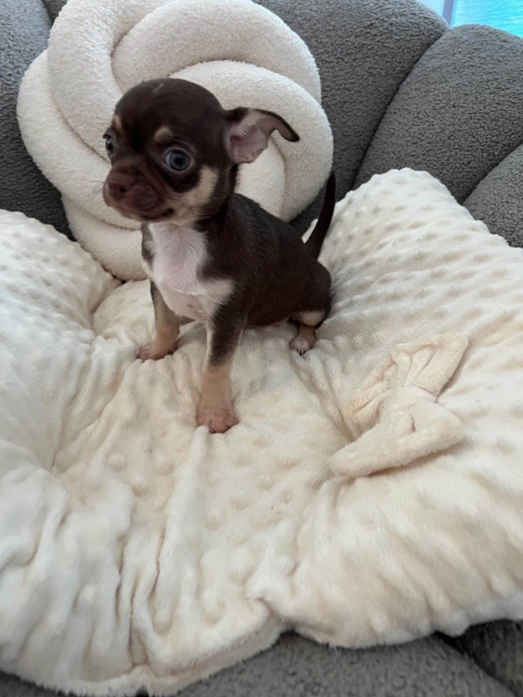 Aline Larrouquere - Chiots disponibles - Chihuahua
