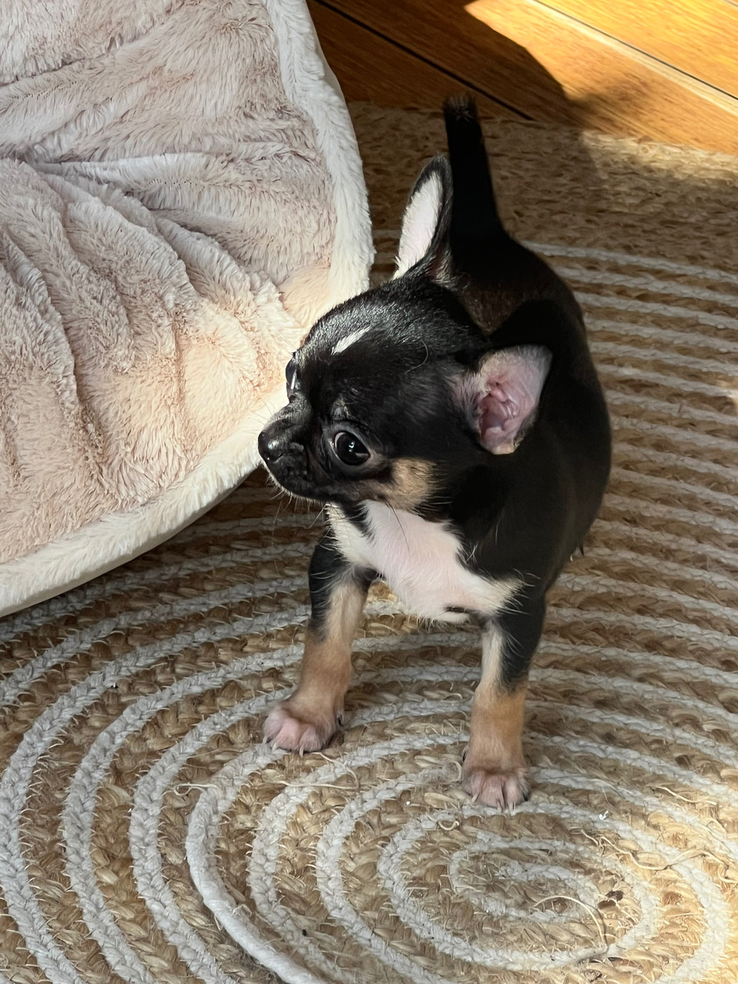 Aline Larrouquere - Chiots disponibles - Chihuahua