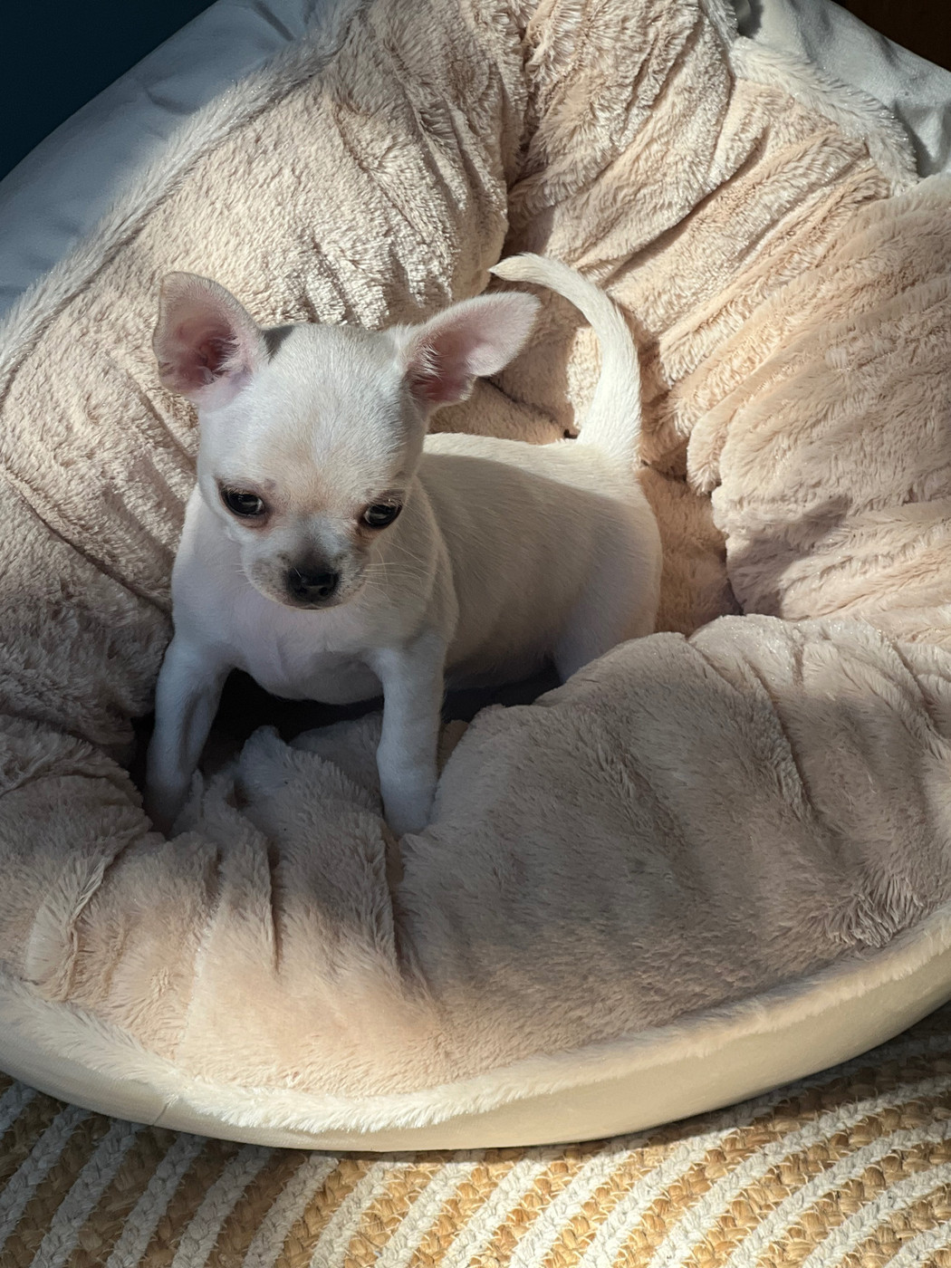 Aline Larrouquere - Chiots disponibles - Chihuahua