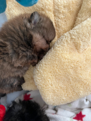 Chiot N°1