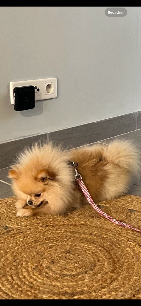 Aline Larrouquere - Chiots disponibles - Spitz allemand